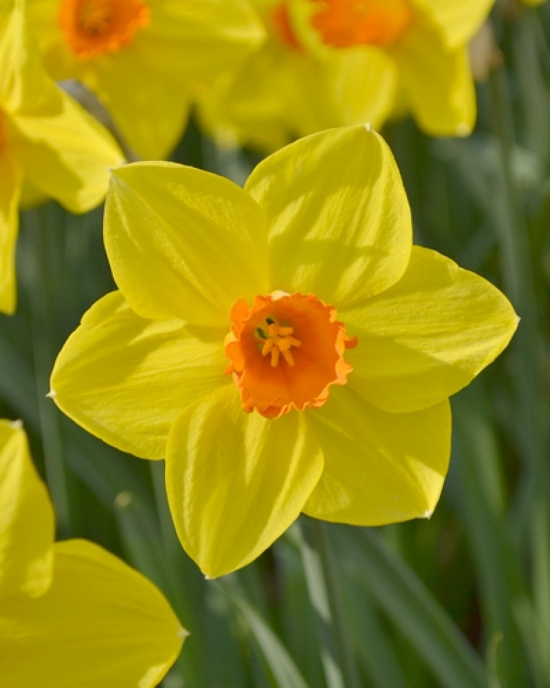 bloemkleur van oranjegeel en bloeit in de maand april.